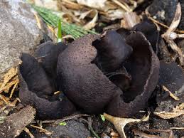 Attēlu rezultāti vaicājumam “Leskea polycarpa macro”