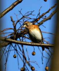 Attēlu rezultāti vaicājumam “Fringilla montifringilla”