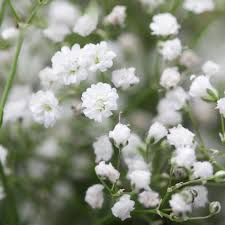Attēlu rezultāti vaicājumam “Gypsophila muralis fruit”