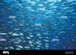 Image result for Chanos chanos