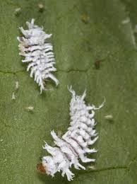 Image result for Cryptolaemus