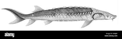 Image result for Acipenser transmontanus