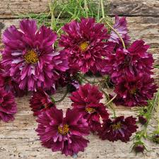 Image result for Cosmos bipinnatus `Double Click`