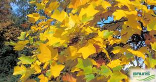 Attēlu rezultāti vaicājumam “Liriodendron tulipifera leaf”