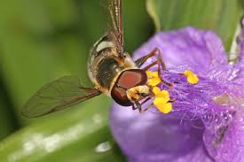 Attēlu rezultāti vaicājumam “Didea alneti”