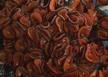 Attēlu rezultāti vaicājumam “Melastiza chateri”