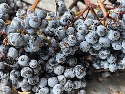 Attēlu rezultāti vaicājumam “Sambucus”