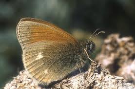 Attēlu rezultāti vaicājumam “Coenonympha glycerion underside”
