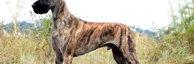 Image result for Great Dane Handball Club, Wapping, London