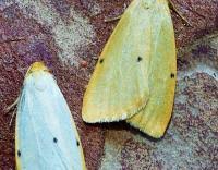 Attēlu rezultāti vaicājumam “Cybosia mesomella”