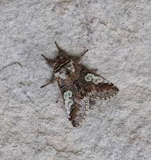 Attēlu rezultāti vaicājumam “Diloba caeruleocephala”