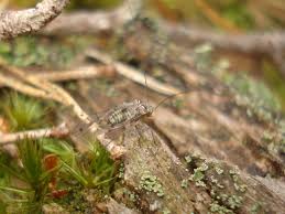 Attēlu rezultāti vaicājumam “Psococerastis gibbosa”