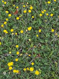 Attēlu rezultāti vaicājumam “Pilosella officinarum leaf”