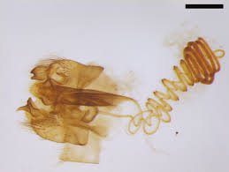 Attēlu rezultāti vaicājumam “Sylvicola sp.”