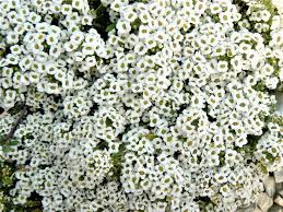 Attēlu rezultāti vaicājumam “Lobularia maritima”