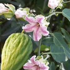 Attēlu rezultāti vaicājumam “Calystegia inflata flower”