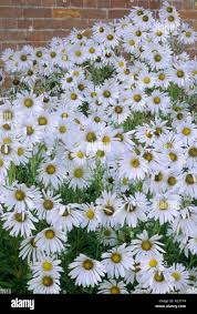 Image result for Leucanthemella serotina