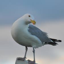 Attēlu rezultāti vaicājumam “Larus argentatus nest”