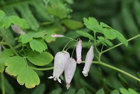 Image result for Adlumia cirrhosa