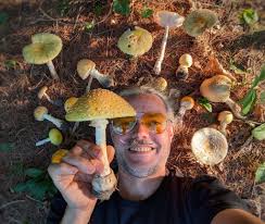 Attēlu rezultāti vaicājumam “Langermania gigantea”