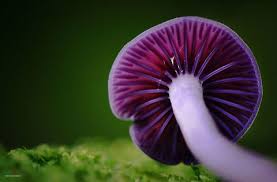 Attēlu rezultāti vaicājumam “Laccaria amethystina”