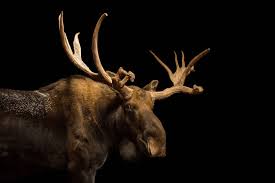 Attēlu rezultāti vaicājumam “Alces alces”