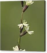 Attēlu rezultāti vaicājumam “Silene tatarica flower”