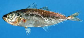 Image result for Trachurus mediterraneus