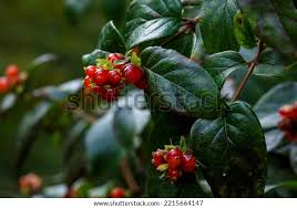 Attēlu rezultāti vaicājumam “Lonicera ferdinandii”