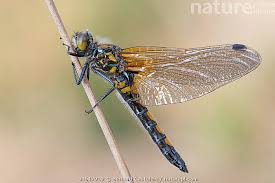 Attēlu rezultāti vaicājumam “Leucorrhinia rubicunda”