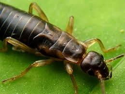 Attēlu rezultāti vaicājumam “Forficula auricularia female”