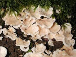 Attēlu rezultāti vaicājumam “Sistotrema confluens”