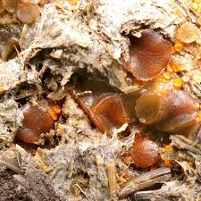 Attēlu rezultāti vaicājumam “Ascobolus furfuraceus”