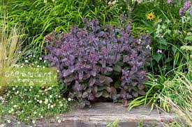 Attēlu rezultāti vaicājumam “Hylotelephium telephium bud”