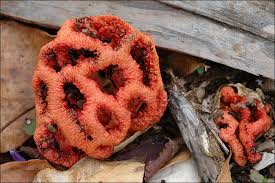 Attēlu rezultāti vaicājumam “Clathrus ruber”