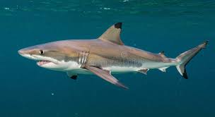 Image result for Carcharhinus amblyrhynchos