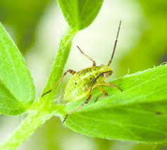 Attēlu rezultāti vaicājumam “Lygus nymph nymph”