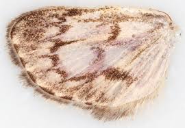 Attēlu rezultāti vaicājumam “Anania coronata”