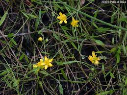 Attēlu rezultāti vaicājumam “Ranunculus flammula”