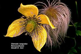 Attēlu rezultāti vaicājumam “Ranunculaceae”