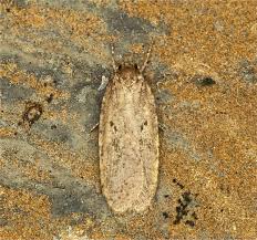 Attēlu rezultāti vaicājumam “Agonopterix heracliana”