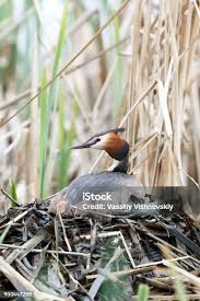 Attēlu rezultāti vaicājumam “Podiceps cristatus nest”