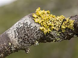 Attēlu rezultāti vaicājumam “Cetraria sepincola”