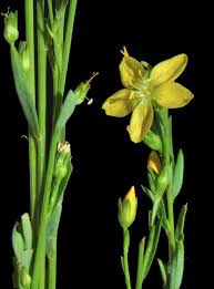 Attēlu rezultāti vaicājumam “Linaceae”