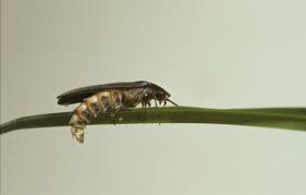 Attēlu rezultāti vaicājumam “Lampyris noctiluca”