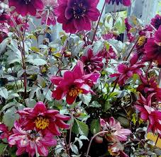 Image result for Dahlia x pinnata `Redskin`