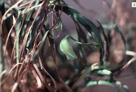 Attēlu rezultāti vaicājumam “Lopinga achine underside”