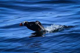 Image result for Fratercula cirrhata