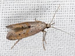 Attēlu rezultāti vaicājumam “Epermeniidae”