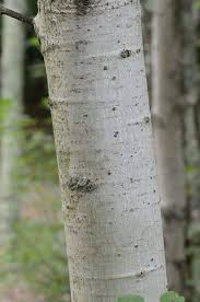 Attēlu rezultāti vaicājumam “Populus”